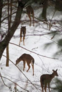 Winter wildlife is easier to see with the white back-drop and no leaves.