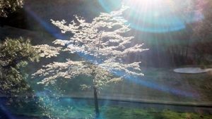 A mountain sunset and lens flare provides a unique image of Spring Dogwood blossoms.