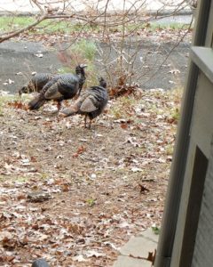 Turkeys become bold as they mature and the toms will actually attack cars on the road. You don't want to mess with a turkey. Their tallons are lethal. They don't seem to worry about being so close to our buildings.