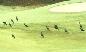 Baby turkeys and parents occasionally stroll across the fairway.