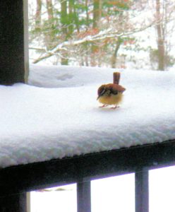 Even when you don't want to get out in the cold, some winter visitors come to you. Keep your camera next to your sliding door near your deck. 